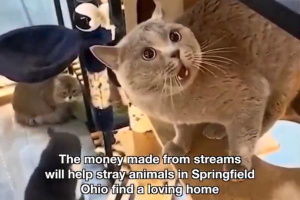 cat