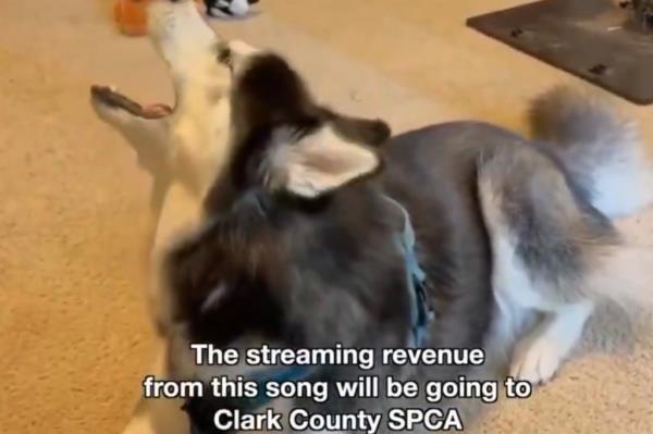 husky